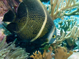 Juvenile French Angelfish IMG 7419